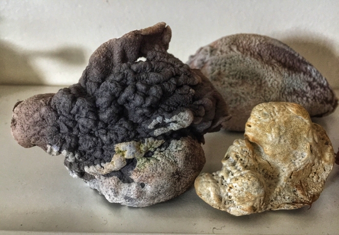 raku form made at Gullkistan & sponge found in Kjalarnes